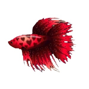 Crimson Love Betta